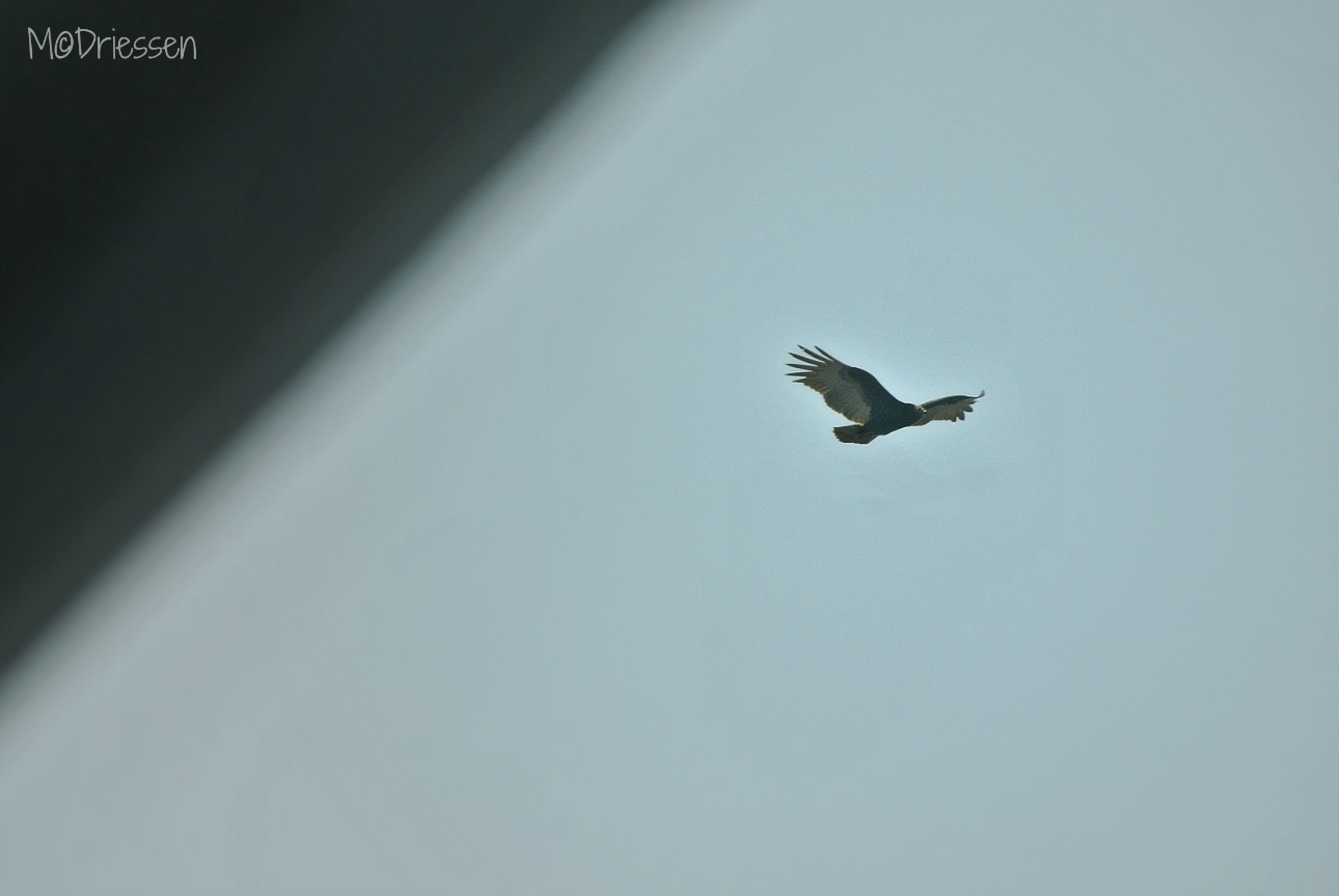 Kalkoengier 150808kalkoengier