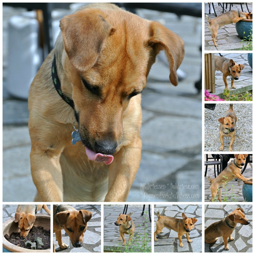 160809MontyCompilatie