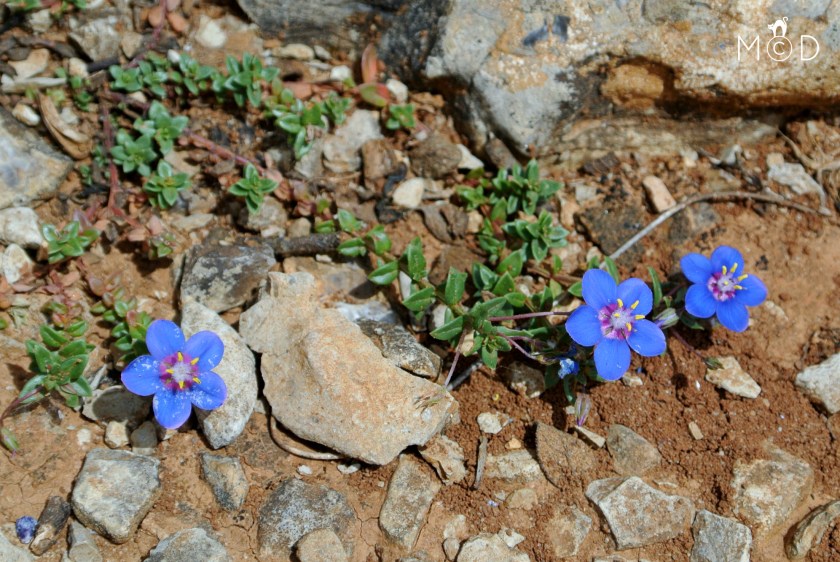 170505vergeetmijnietje