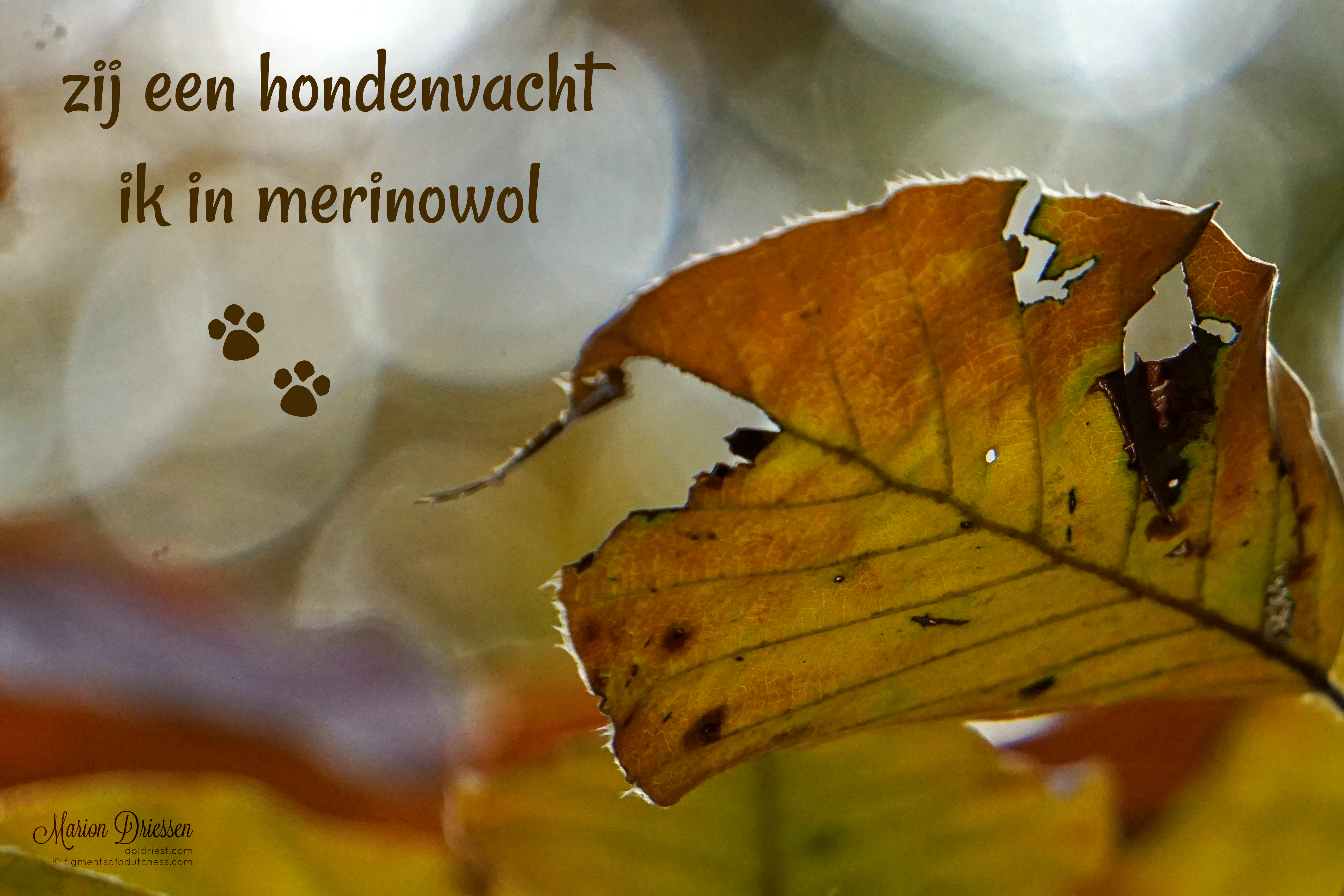 181119najaarswandeling