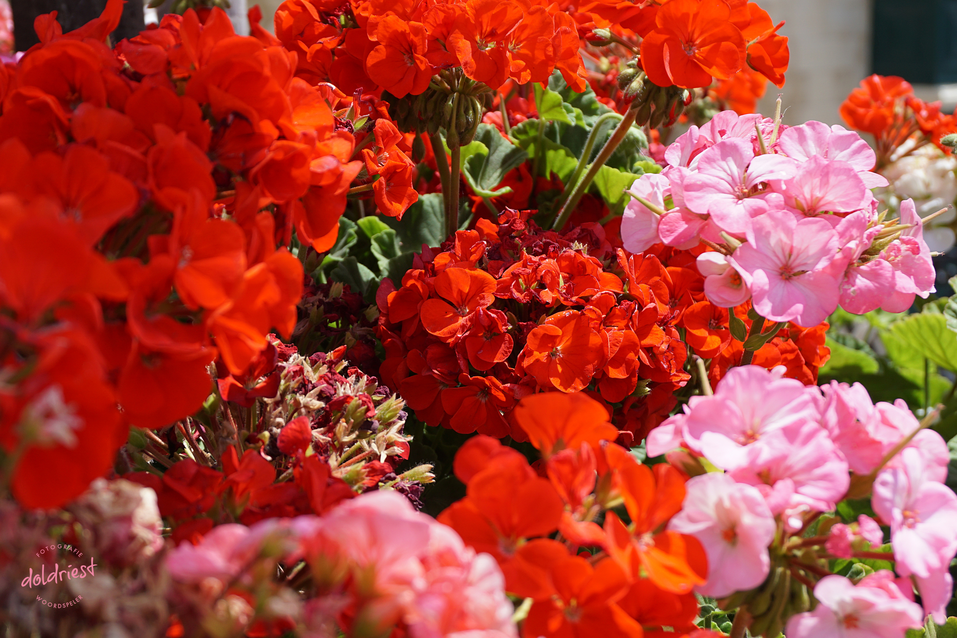 191016bloemrijk
