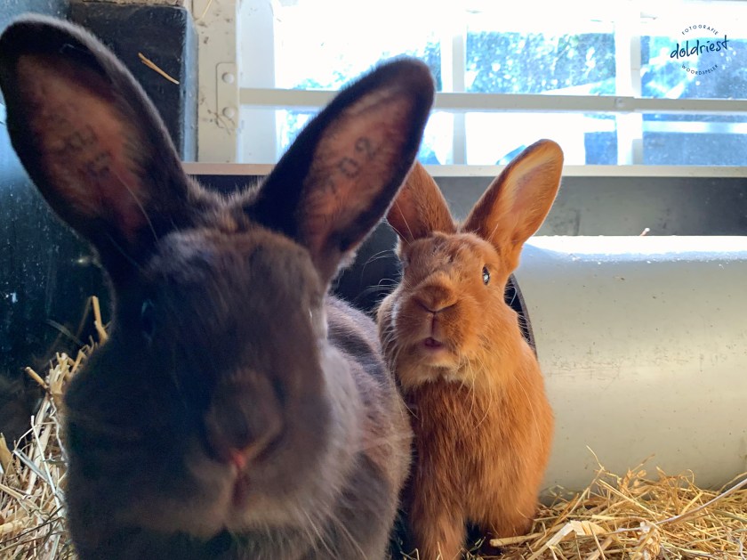 191203verbaasdkonijn