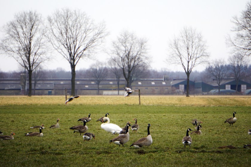 200319buitenstebinnen